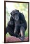 Chimpanzee-Lantern Press-Framed Art Print