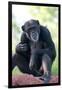 Chimpanzee-Lantern Press-Framed Art Print