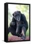 Chimpanzee-Lantern Press-Framed Stretched Canvas