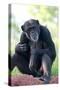 Chimpanzee-Lantern Press-Stretched Canvas