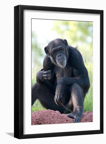 Chimpanzee-Lantern Press-Framed Art Print