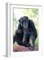 Chimpanzee-Lantern Press-Framed Art Print