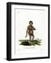 Chimpanzee-null-Framed Giclee Print