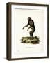 Chimpanzee-null-Framed Giclee Print