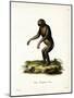 Chimpanzee-null-Mounted Giclee Print