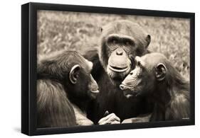 Chimpanzees (Conspiracy) Art Poster Print-null-Framed Poster