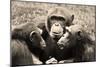 Chimpanzees (Conspiracy) Art Poster Print-null-Mounted Poster