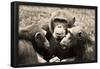 Chimpanzees (Conspiracy) Art Poster Print-null-Framed Poster