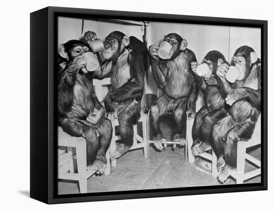 Chimpanzees Drinking Milk-null-Framed Stretched Canvas