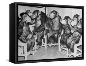 Chimpanzees Drinking Milk-null-Framed Stretched Canvas