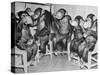 Chimpanzees Drinking Milk-null-Stretched Canvas