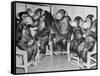 Chimpanzees Drinking Milk-null-Framed Stretched Canvas