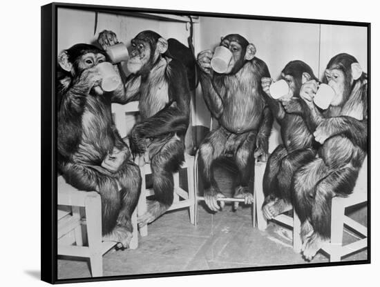 Chimpanzees Drinking Milk-null-Framed Stretched Canvas