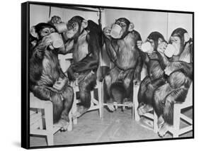 Chimpanzees Drinking Milk-null-Framed Stretched Canvas