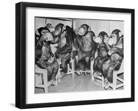 Chimpanzees Drinking Milk-null-Framed Premium Photographic Print