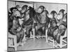 Chimpanzees Drinking Milk-null-Mounted Premium Photographic Print