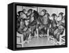 Chimpanzees Drinking Milk-null-Framed Stretched Canvas