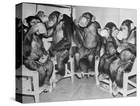 Chimpanzees Drinking Milk-null-Stretched Canvas