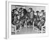 Chimpanzees Drinking Milk-null-Framed Photographic Print