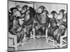 Chimpanzees Drinking Milk-null-Mounted Photographic Print