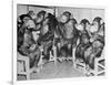 Chimpanzees Drinking Milk-null-Framed Photographic Print