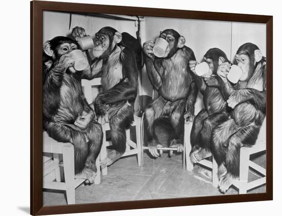 Chimpanzees Drinking Milk-null-Framed Photographic Print