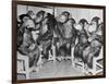 Chimpanzees Drinking Milk-null-Framed Photographic Print