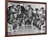 Chimpanzees Drinking Milk-null-Framed Photographic Print
