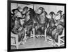 Chimpanzees Drinking Milk-null-Framed Photographic Print