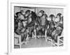 Chimpanzees Drinking Milk-null-Framed Photographic Print