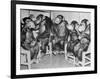 Chimpanzees Drinking Milk-null-Framed Photographic Print