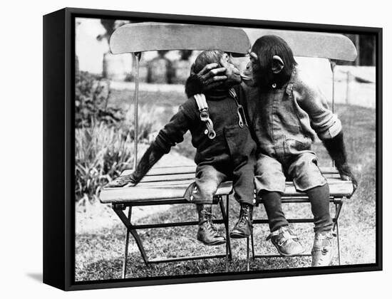 Chimpanzees Embracing-null-Framed Stretched Canvas