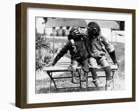 Chimpanzees Embracing-null-Framed Photographic Print