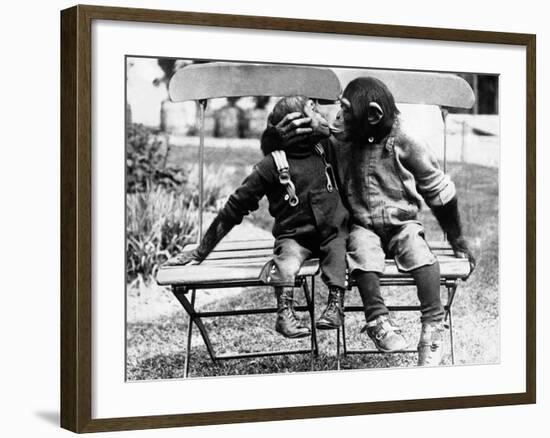 Chimpanzees Embracing-null-Framed Photographic Print