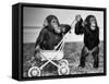 Chimpanzees Jambo and William at Twycross Zoo, England, September 19, 1984-null-Framed Stretched Canvas