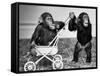 Chimpanzees Jambo and William at Twycross Zoo, England, September 19, 1984-null-Framed Stretched Canvas