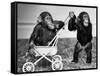 Chimpanzees Jambo and William at Twycross Zoo, England, September 19, 1984-null-Framed Stretched Canvas