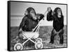 Chimpanzees Jambo and William at Twycross Zoo, England, September 19, 1984-null-Framed Stretched Canvas