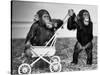 Chimpanzees Jambo and William at Twycross Zoo, England, September 19, 1984-null-Stretched Canvas