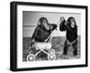 Chimpanzees Jambo and William at Twycross Zoo, England, September 19, 1984-null-Framed Photo