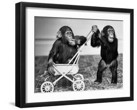 Chimpanzees Jambo and William at Twycross Zoo, England, September 19, 1984-null-Framed Photo
