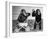 Chimpanzees Jambo and William at Twycross Zoo, England, September 19, 1984-null-Framed Photo