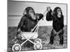 Chimpanzees Jambo and William at Twycross Zoo, England, September 19, 1984-null-Mounted Photo