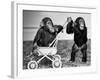 Chimpanzees Jambo and William at Twycross Zoo, England, September 19, 1984-null-Framed Photo