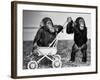 Chimpanzees Jambo and William at Twycross Zoo, England, September 19, 1984-null-Framed Photo