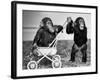 Chimpanzees Jambo and William at Twycross Zoo, England, September 19, 1984-null-Framed Photo