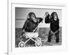 Chimpanzees Jambo and William at Twycross Zoo, England, September 19, 1984-null-Framed Photo