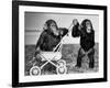 Chimpanzees Jambo and William at Twycross Zoo, England, September 19, 1984-null-Framed Photo