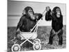 Chimpanzees Jambo and William at Twycross Zoo, England, September 19, 1984-null-Mounted Photo