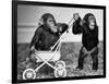 Chimpanzees Jambo and William at Twycross Zoo, England, September 19, 1984-null-Framed Photo